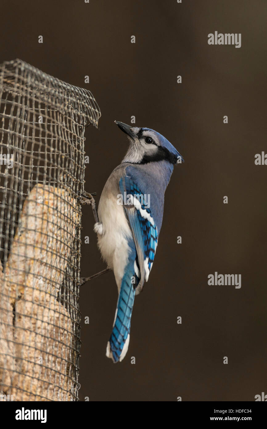 Geai bleu adulte Banque de photographies et d'images à haute résolution -  Alamy