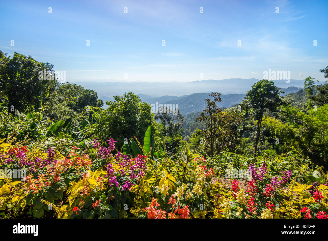 Lit de fleurs montagne forêt et fond de ciel bleu Banque D'Images