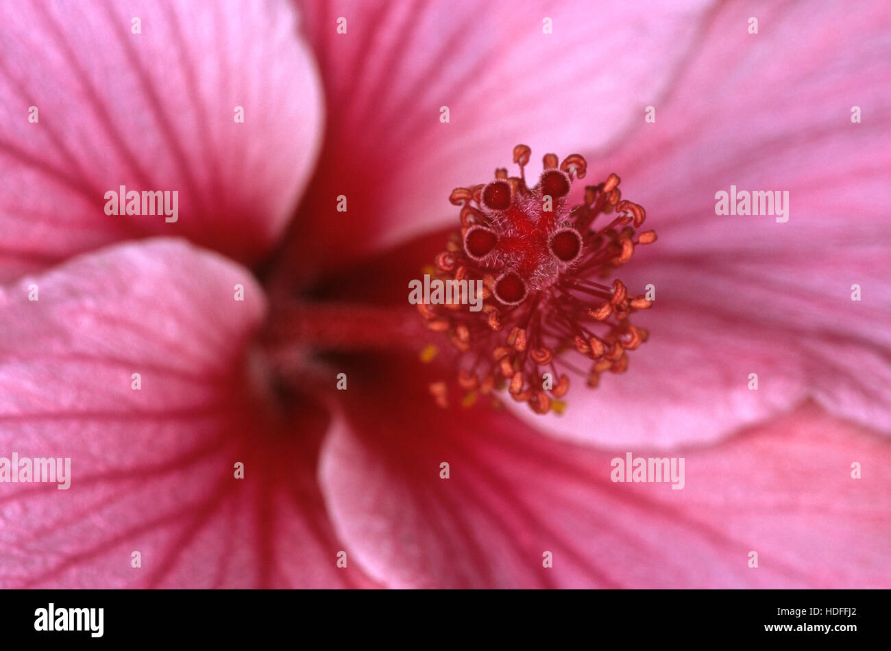 Pink Hibiscus (Hibiscus), macro fleurs Banque D'Images