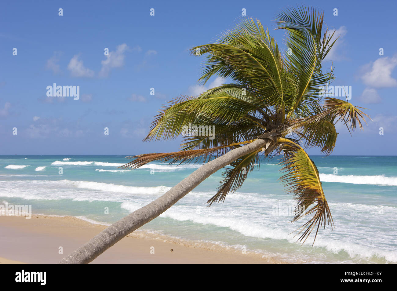 Le cocotier sur la plage, la République dominicaine, Caraïbes Banque D'Images