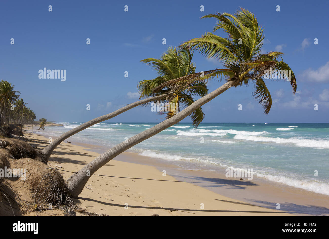 Le cocotier sur la plage, la République dominicaine, Caraïbes Banque D'Images