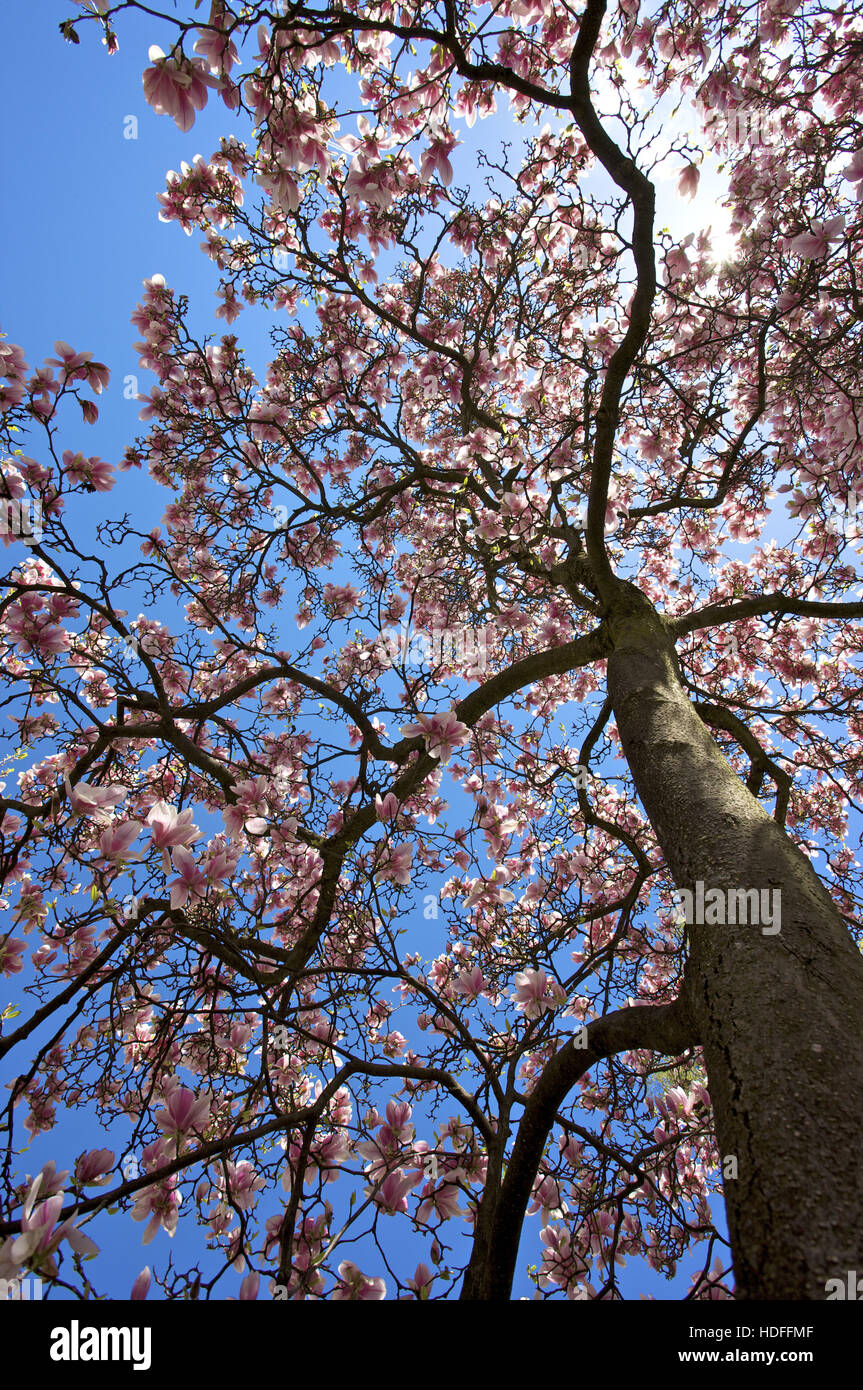 Floraison Magnolia (Magnolia), de magnolia blossom Banque D'Images