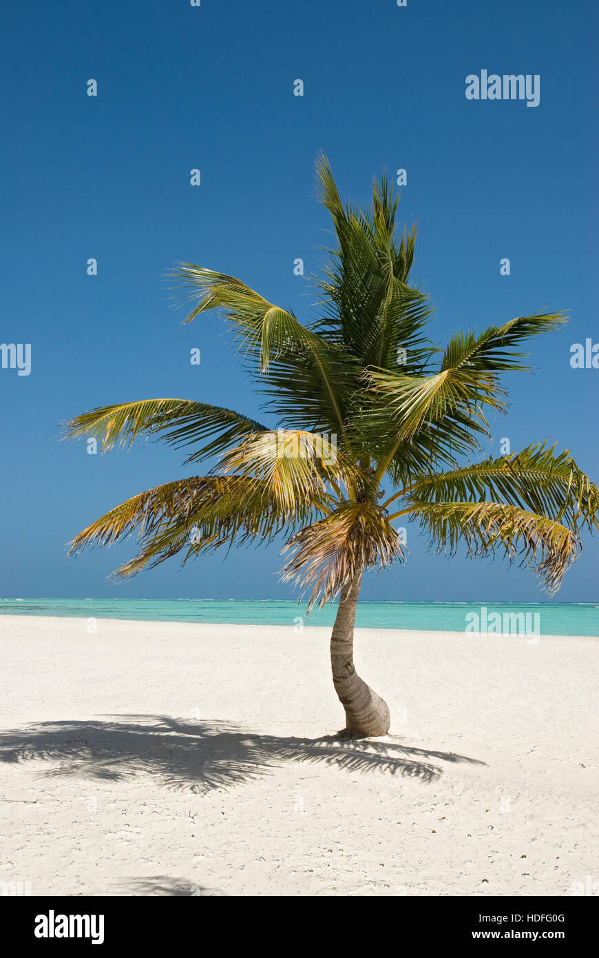 La plage bordée de palmiers, de sable blanc et de cocotiers (Cocos nucifera), Punta Cana, République dominicaine, Amérique Centrale Banque D'Images