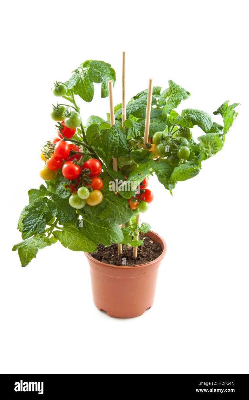 Plant de tomate cerise fraîche dans un pot isolated over white Banque D'Images