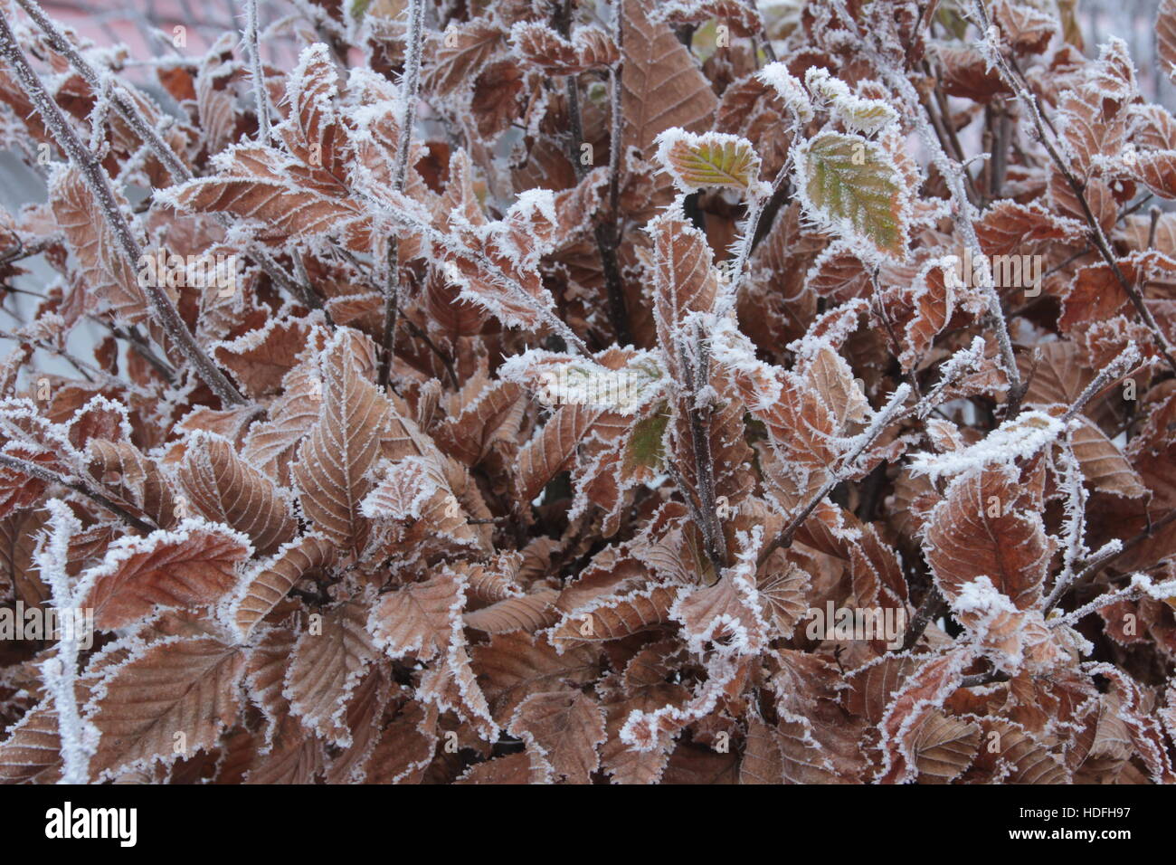 Jour Froid avec feuilles glacé Banque D'Images