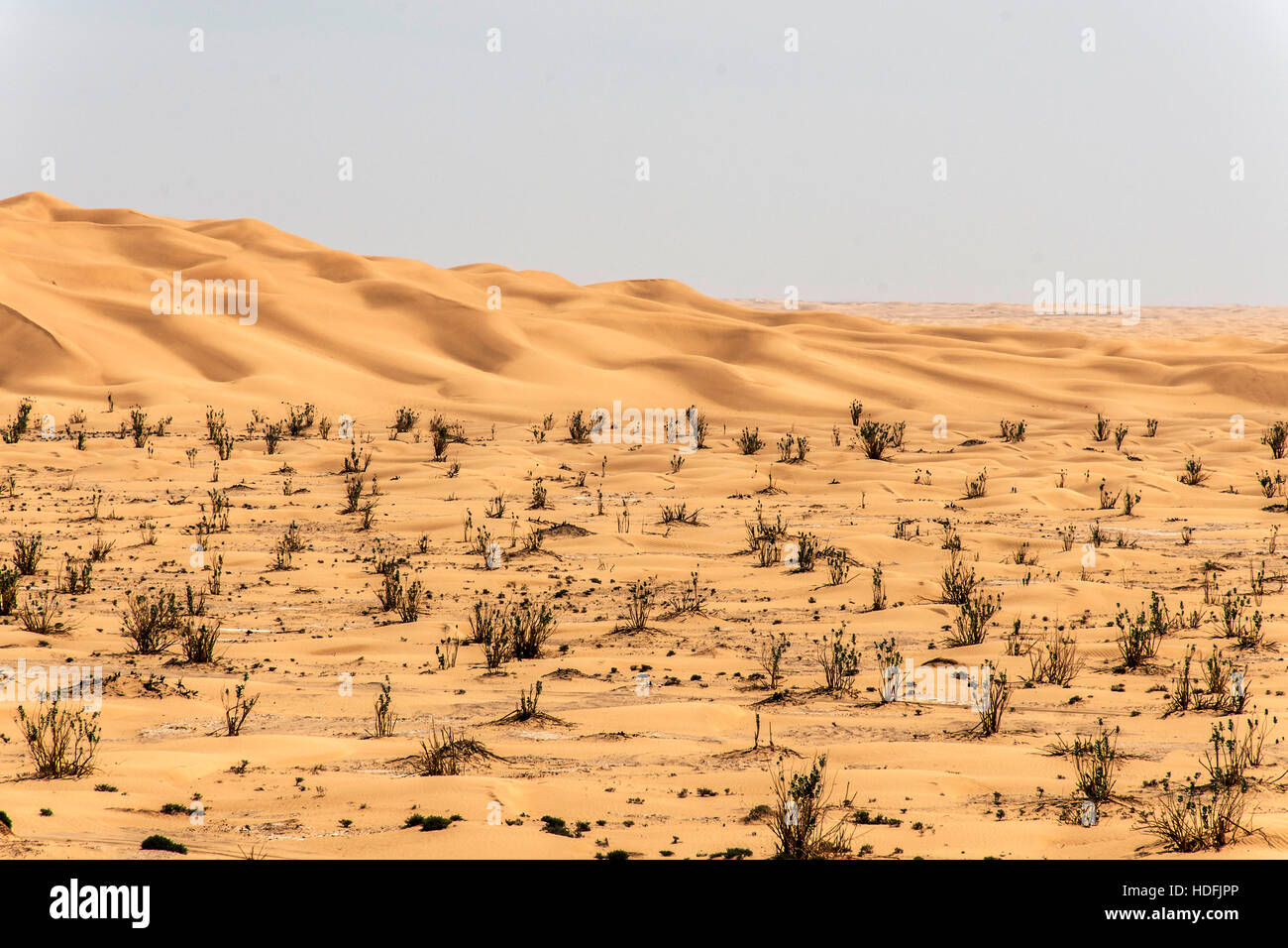 Sable sec extérieur dune tendance en Oman ancien plus grand désert rub al Khali Banque D'Images