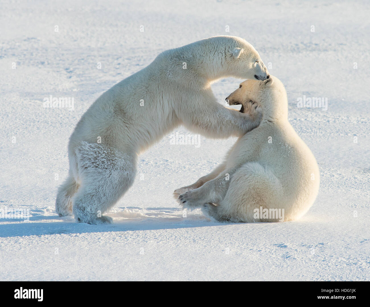 Mère et fille les ours polaires (Ursus maritimus) jouant Banque D'Images