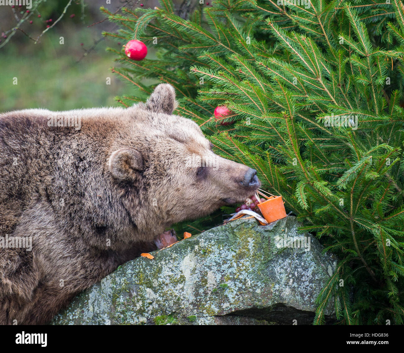, Dunstable Bedfordshire, Royaume-Uni. Dec 12, 2016. Nous vous souhaitons un ours-y Noël, du zoo de Whipsnade Wellington ours brun il y a Noël établi au début. ZSL zoo de Whipsnade, Dunstable Bedfordshire, 12 décembre 2016 Credit : Gary Mitchell/Alamy Live News Banque D'Images