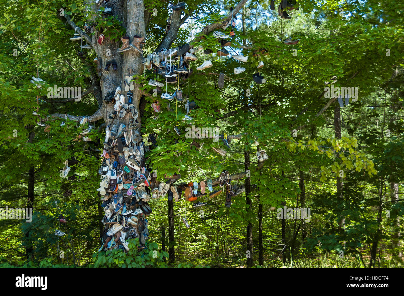 Un arbre couvert par plusieurs différents types et tailles de chaussures près de parc provincial Awenda, Ontario, Canada. Banque D'Images