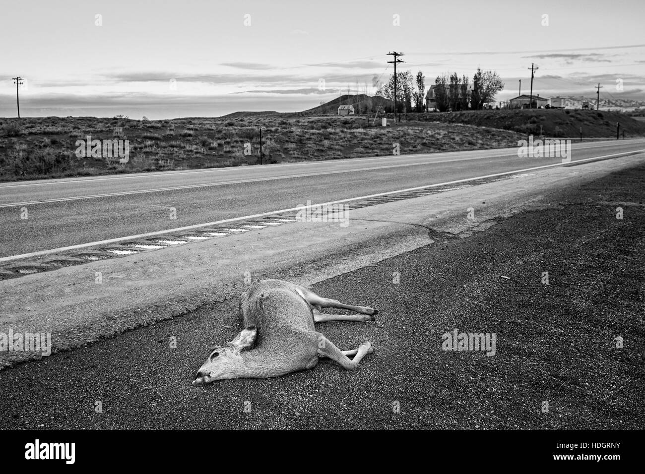 Photo en noir et blanc d'un chevreuil mort renversé par une voiture couché par la route, de la route 14 aux États-Unis, dans le Wyoming, USA. Banque D'Images