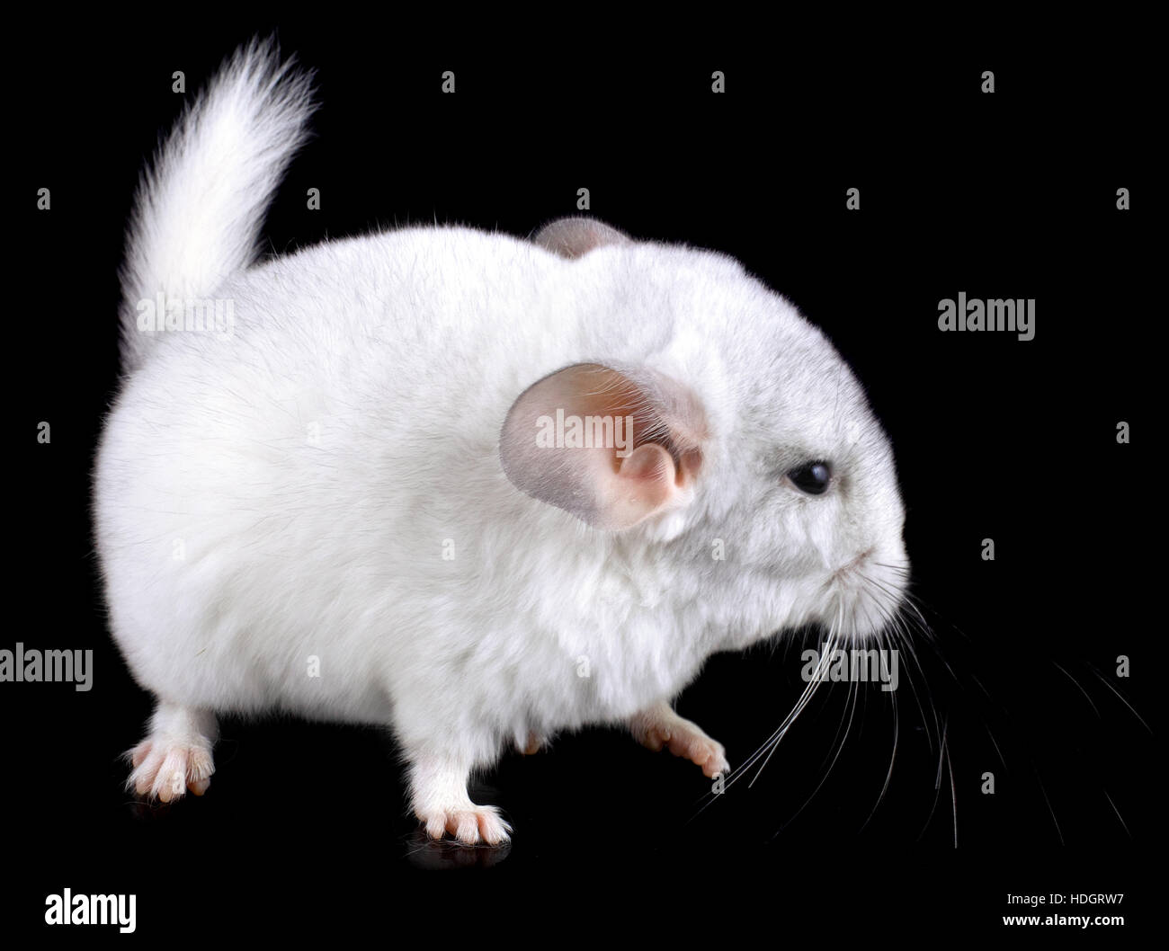 L Ebonite Bebe Chinchilla Blanc Sur Fond Noir Photo Stock Alamy