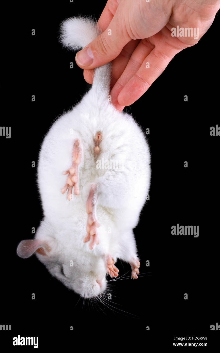 L Ebonite Bebe Chinchilla Blanc Sur Fond Noir Photo Stock Alamy