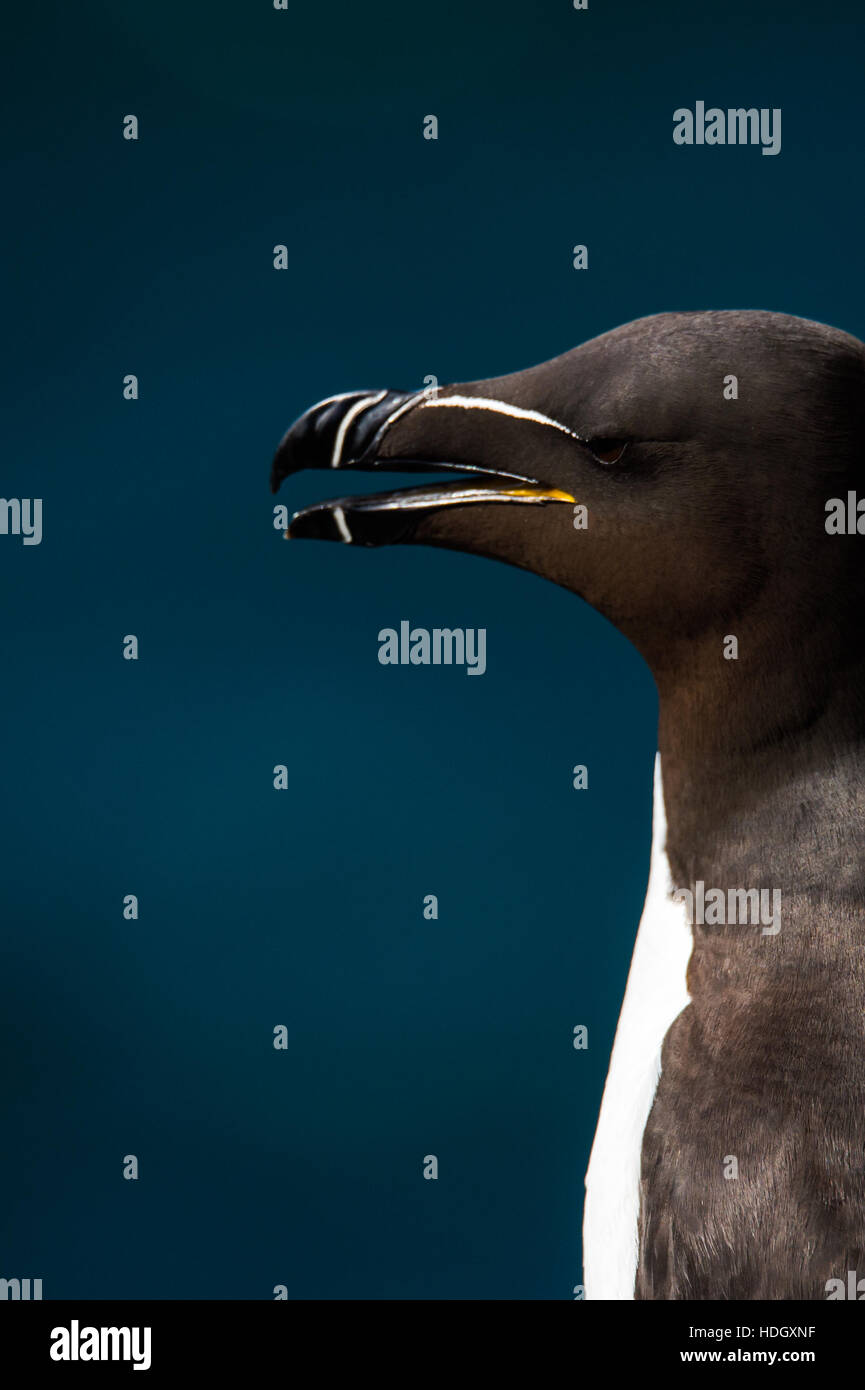 Petit pingouin sur l'île de mai, l'Ecosse. Banque D'Images