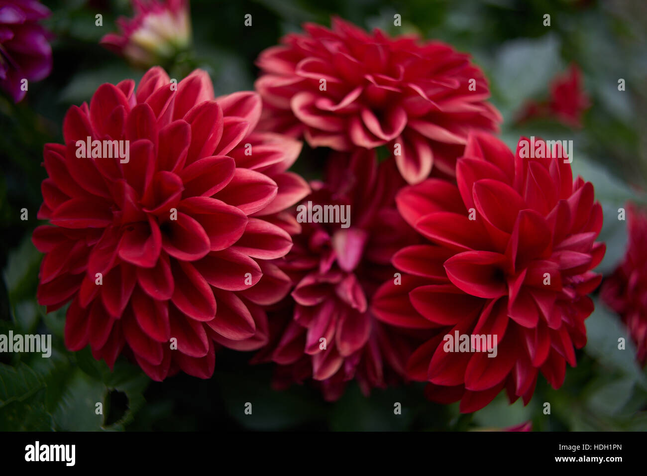 Dahlia dahlias rouge close up Banque D'Images