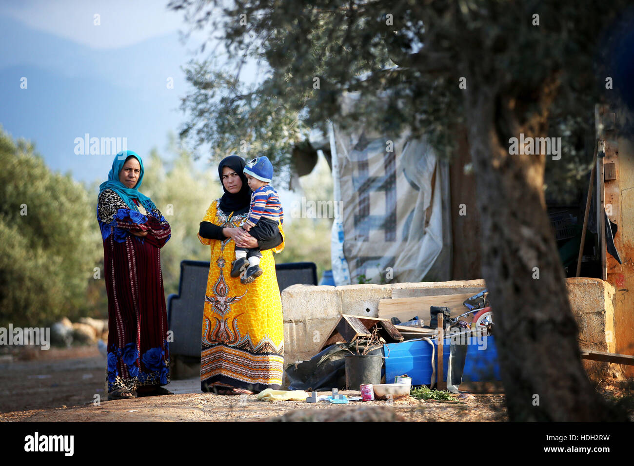 Réfugiés syriens en un règlement camp où ils vivent parmi une oliveraie à Saida, près de Tripoli, Liban. Banque D'Images