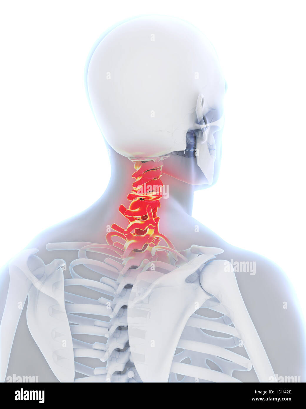 L'anatomie de la colonne cervicale Banque D'Images