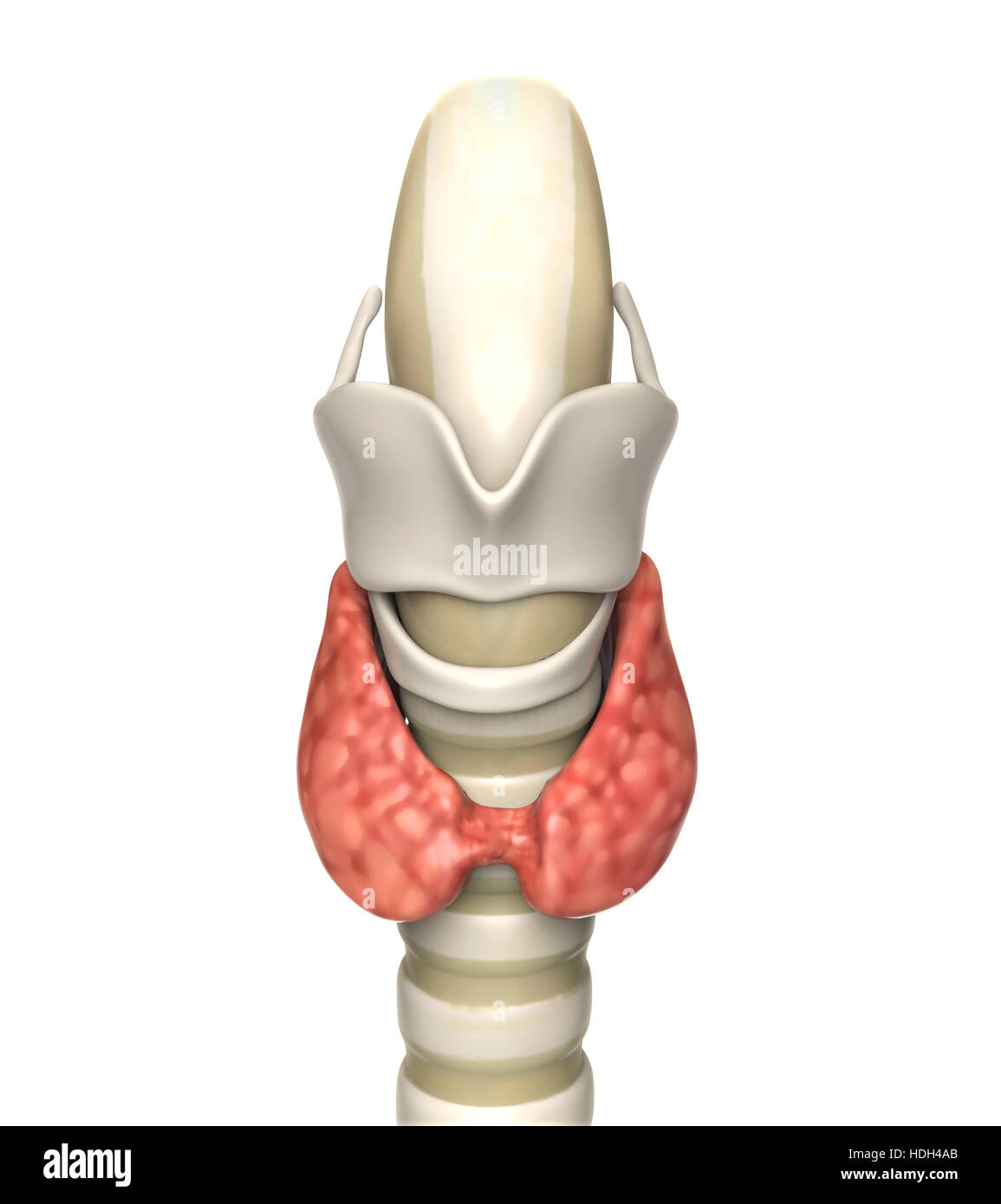 Les droits de l'anatomie de la glande thyroïde Banque D'Images