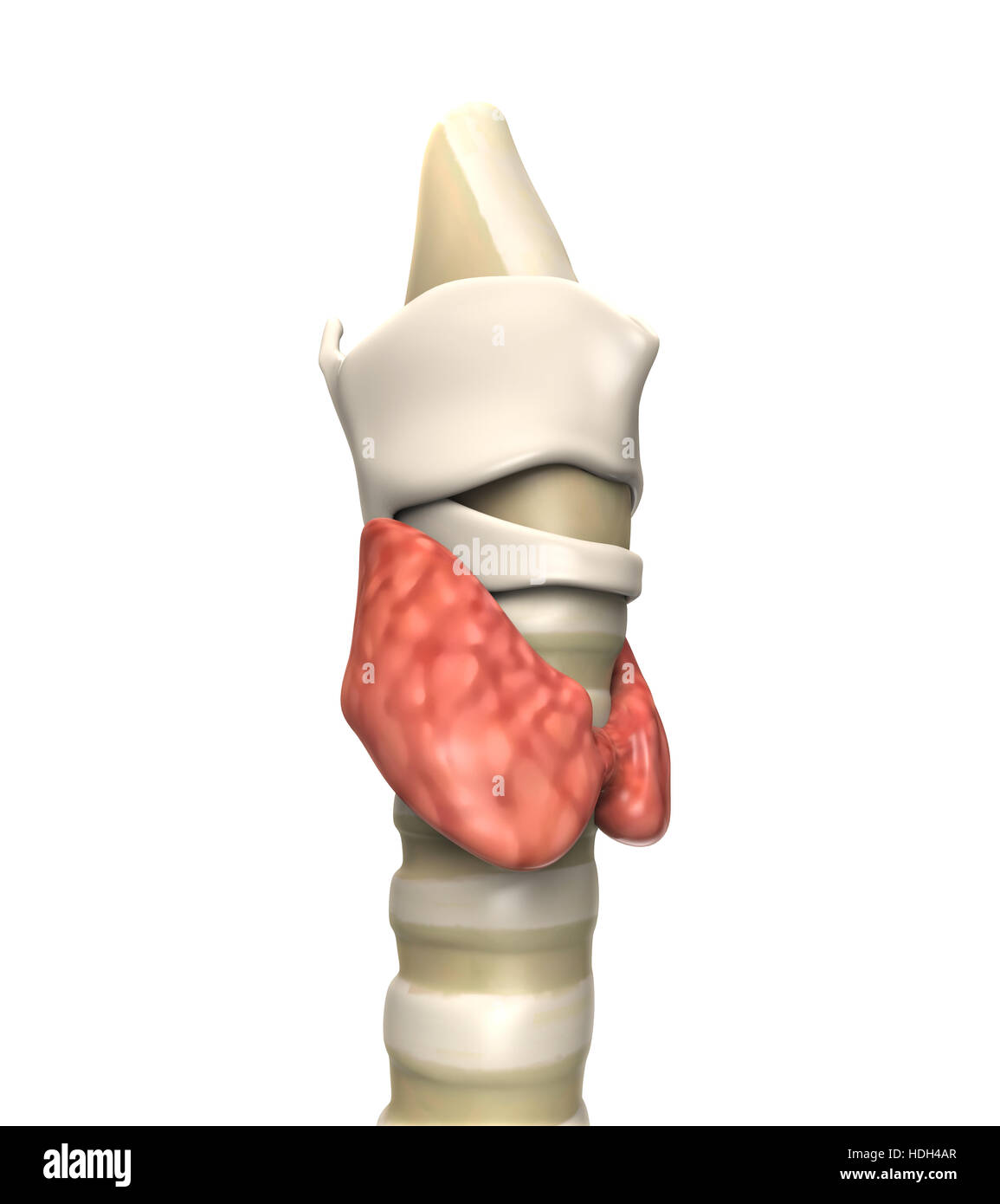 Les droits de l'anatomie de la glande thyroïde Banque D'Images