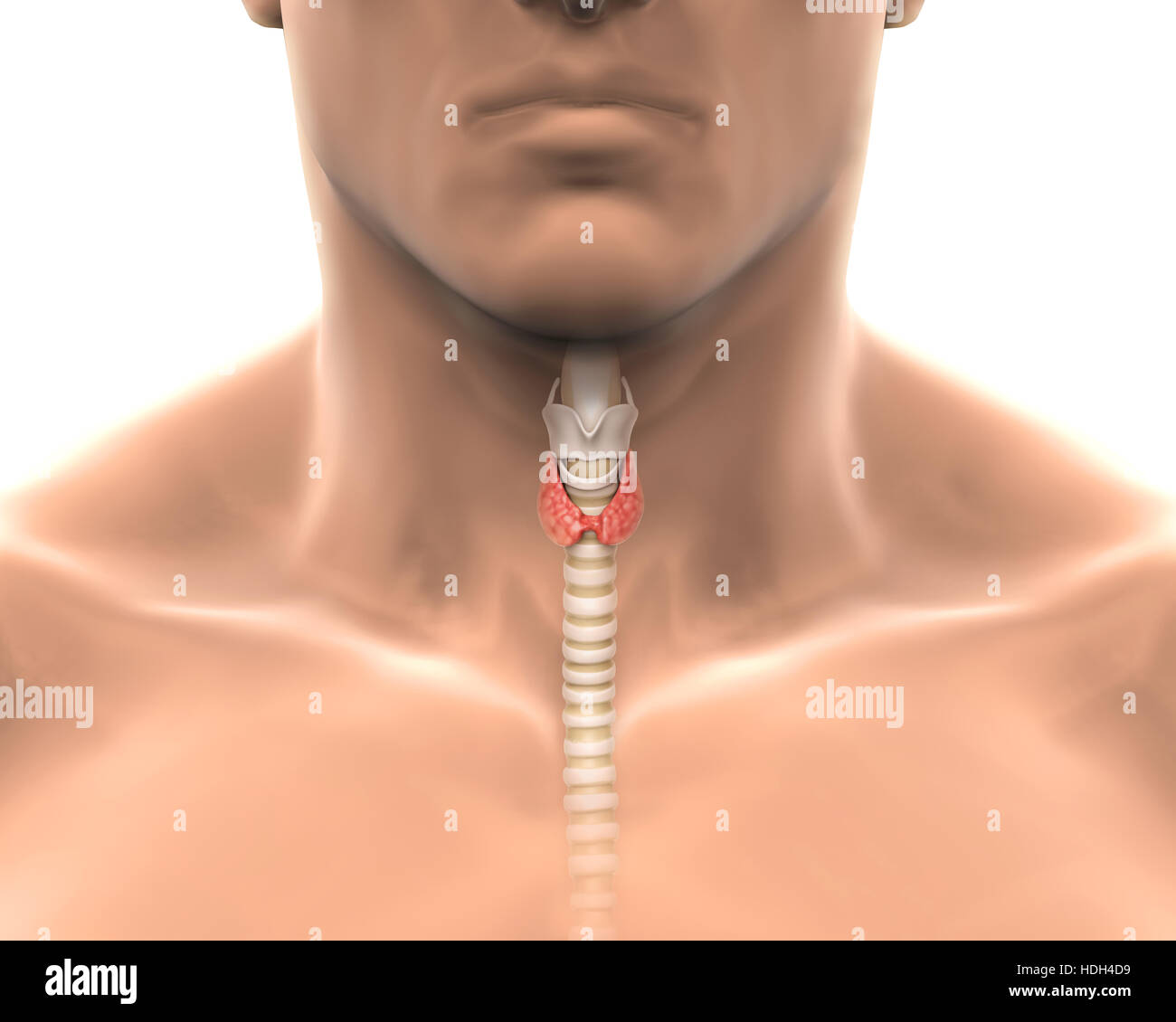 Les droits de l'anatomie de la glande thyroïde Banque D'Images