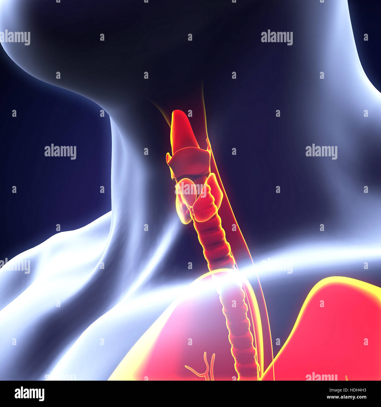 Les droits de l'anatomie de la glande thyroïde Banque D'Images