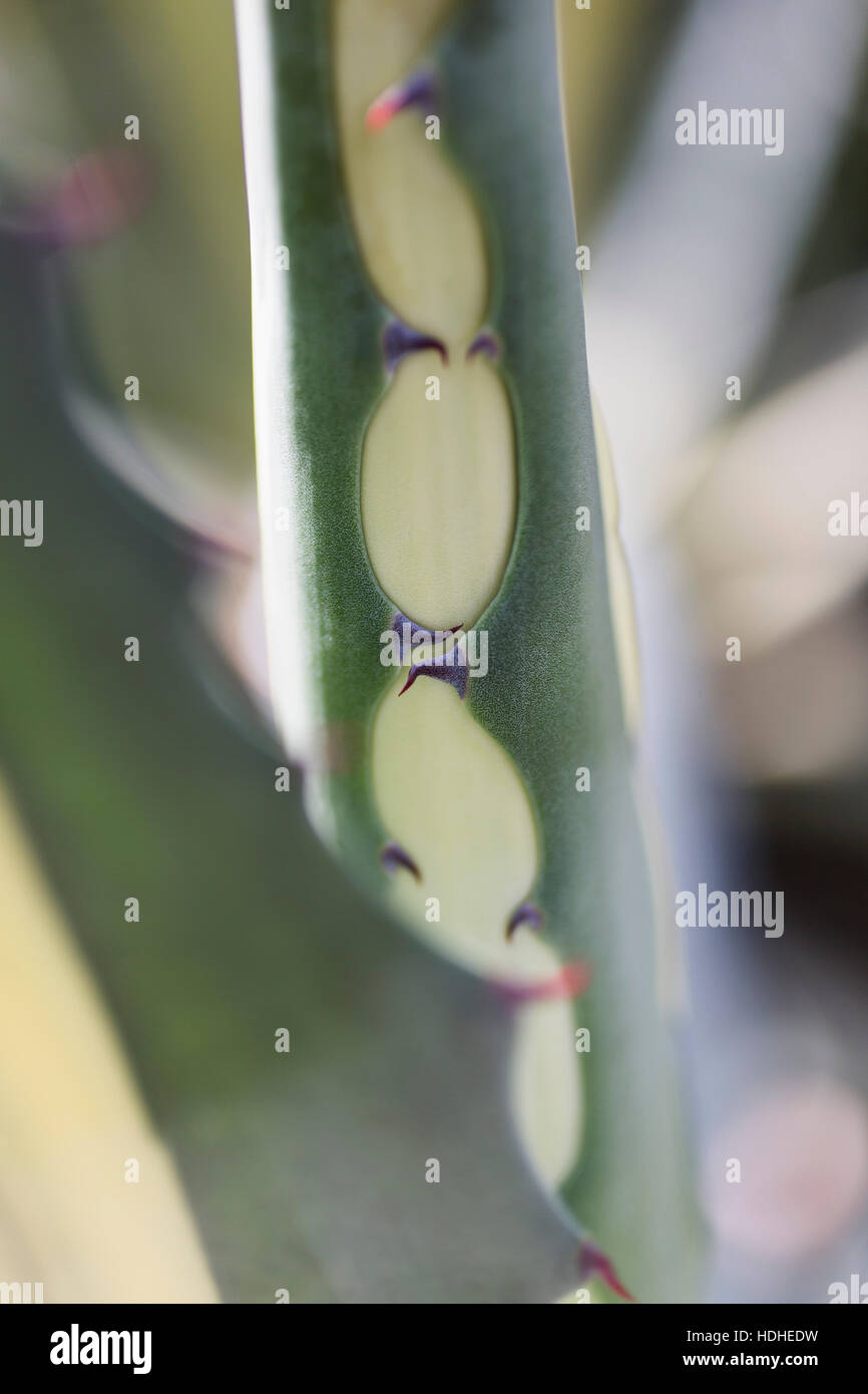 Close-up de plante épineuse sur sunny day Banque D'Images