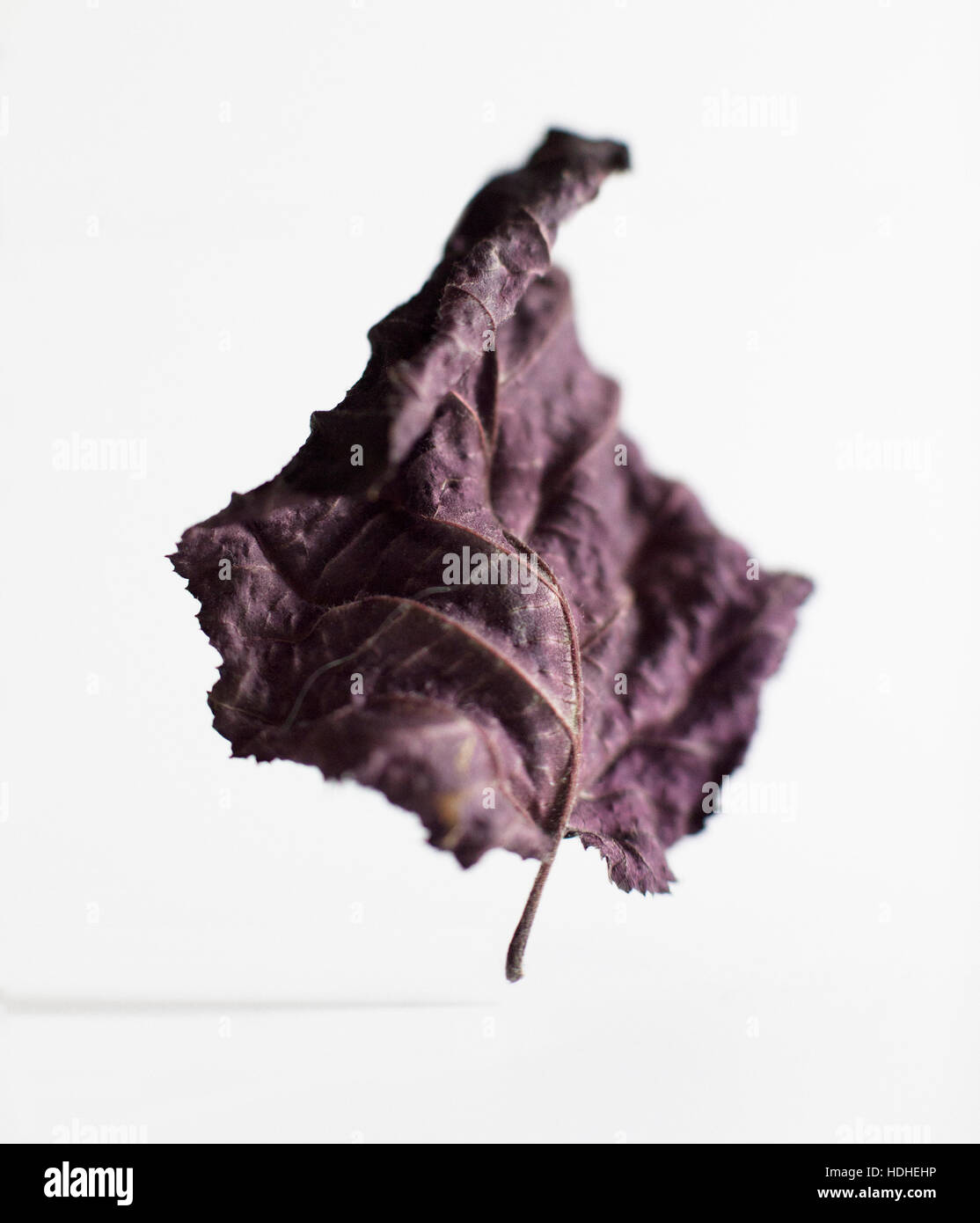 Close-up of dry purple leaf against white background Banque D'Images