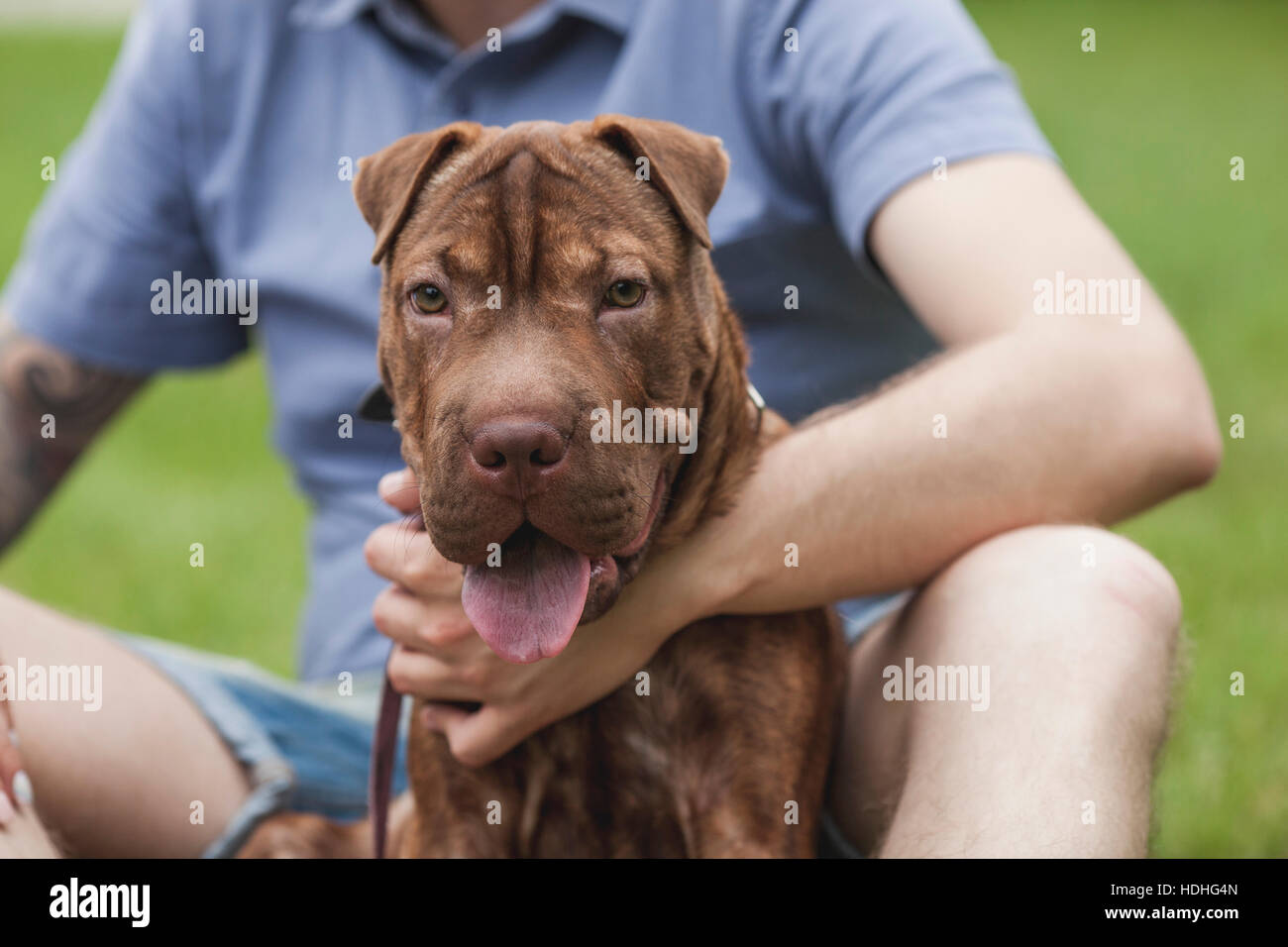 Un Shar-pei/Staffordshire Terrier mix, assis avec son propriétaire à un parc Banque D'Images