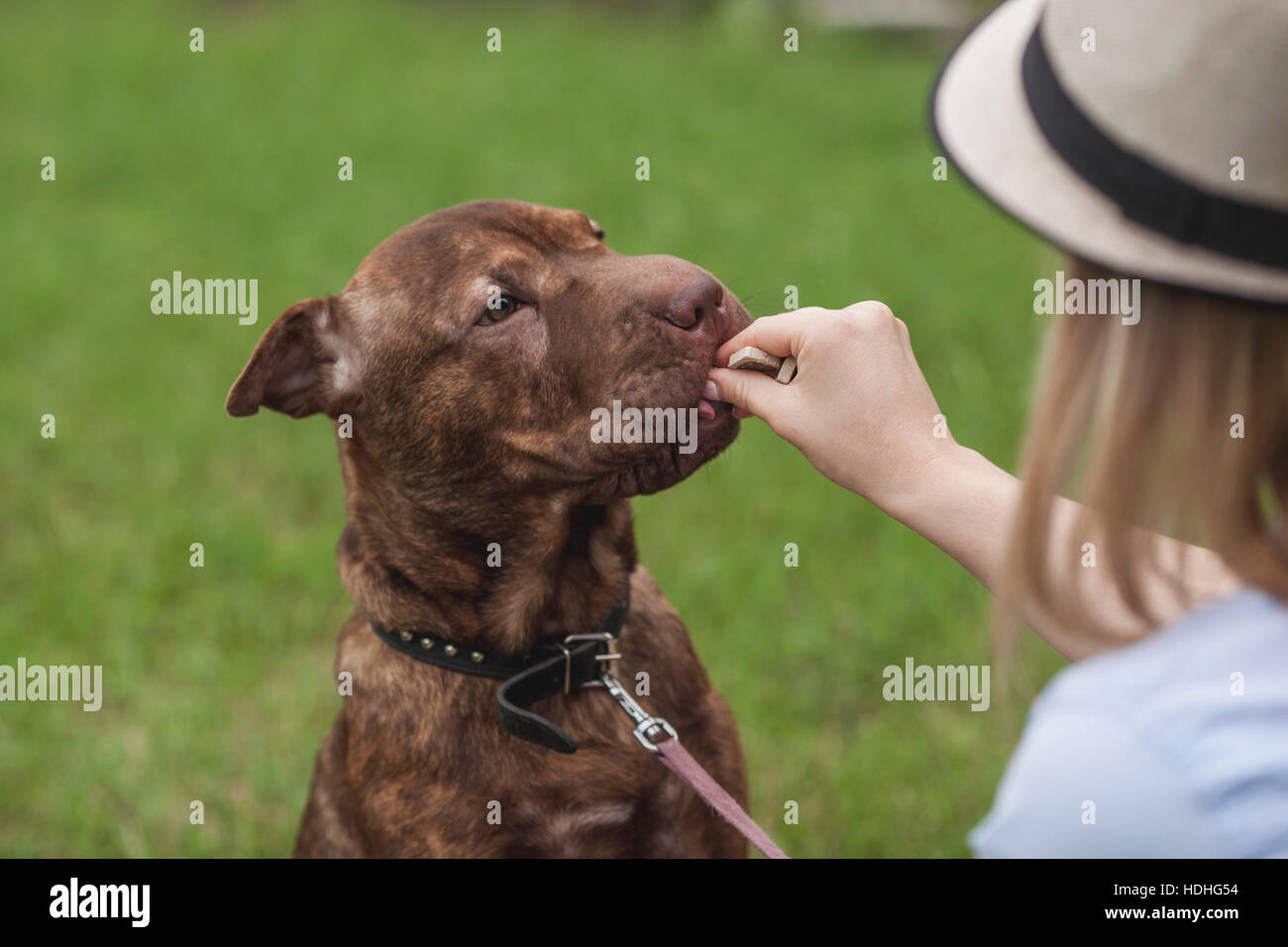 Une jeune femme nourrissant ses Shar-pei/Staffordshire Terrier a traiter Banque D'Images