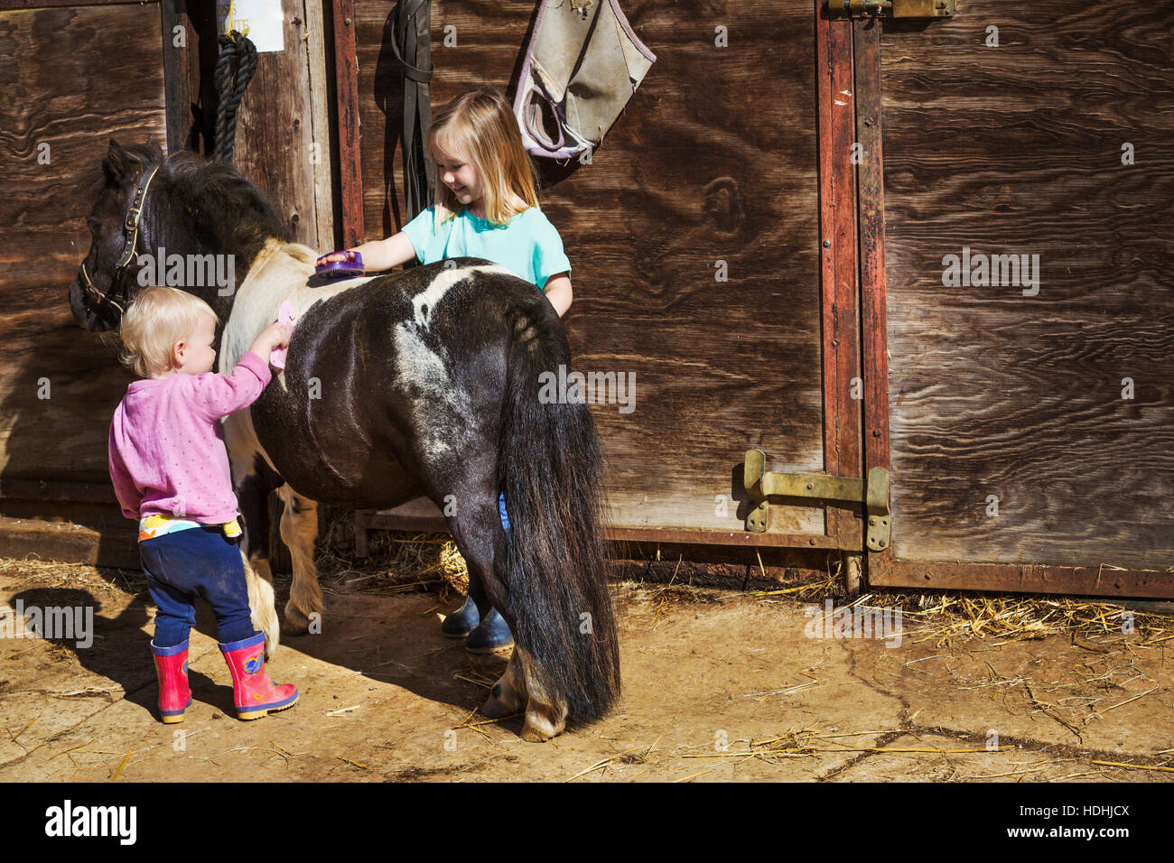 Une fille et un bébé le toilettage un poney dans une étable. Banque D'Images