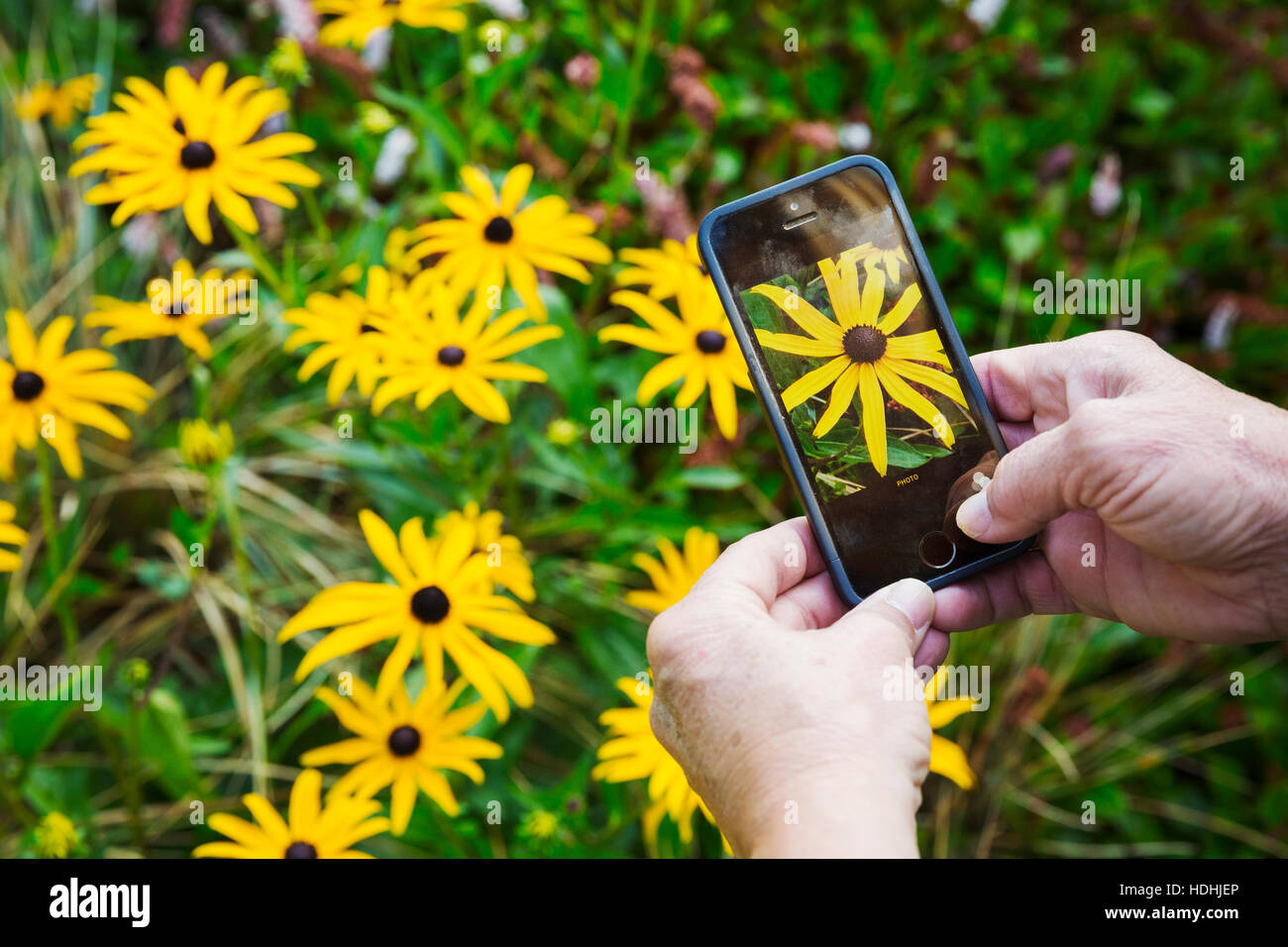 Femme de prendre une photo d'une fleur jaune avec un téléphone mobile, Waterperry Gardens dans l'Oxfordshire. Banque D'Images