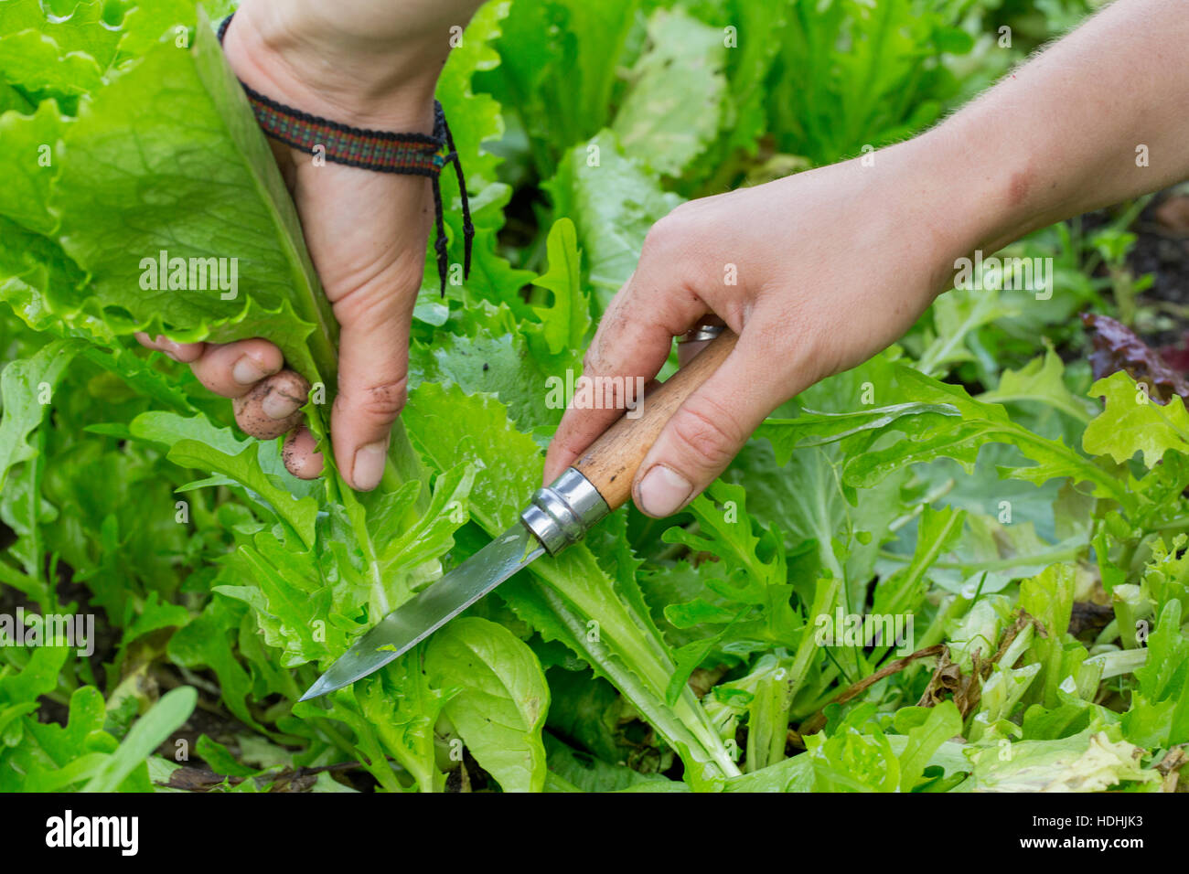 Un jardinier de la récolte de la laitue fraîche avec un couteau Banque D'Images