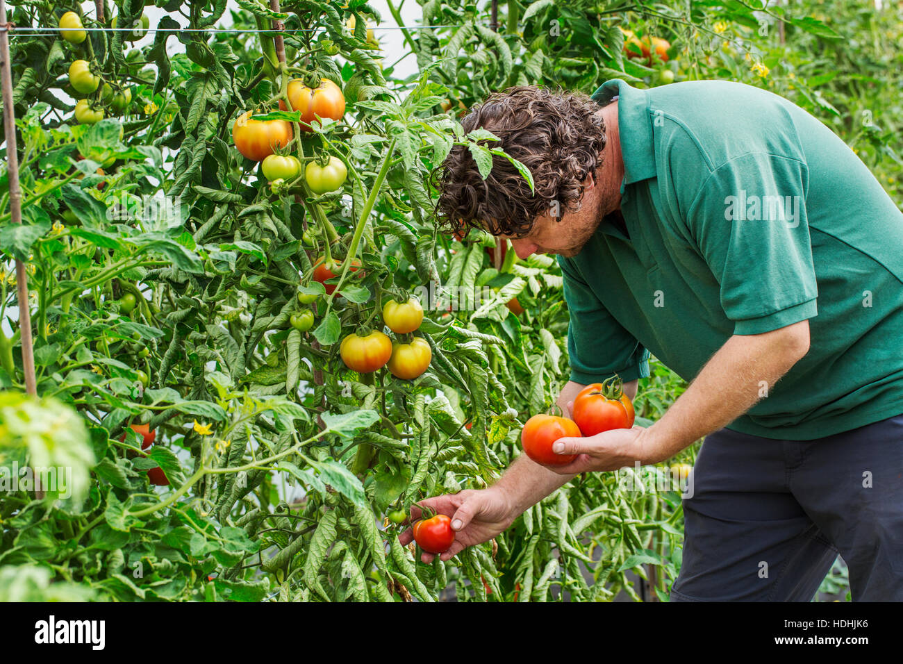 Jardinier mâle se pencher picking tomatoes Banque D'Images