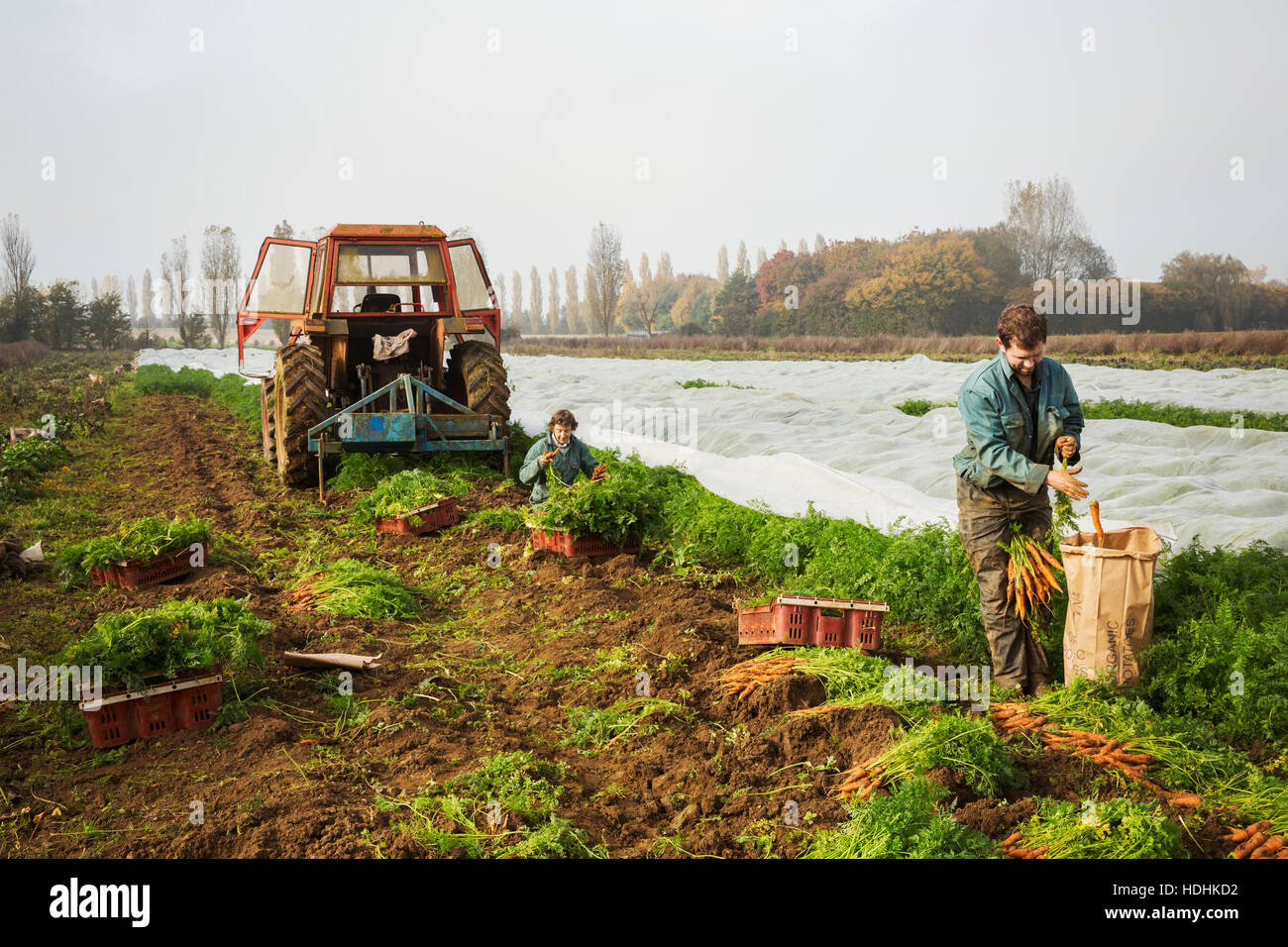 Un petit groupe de personnes d'automne la récolte des légumes dans les champs sur une petite ferme familiale. Banque D'Images