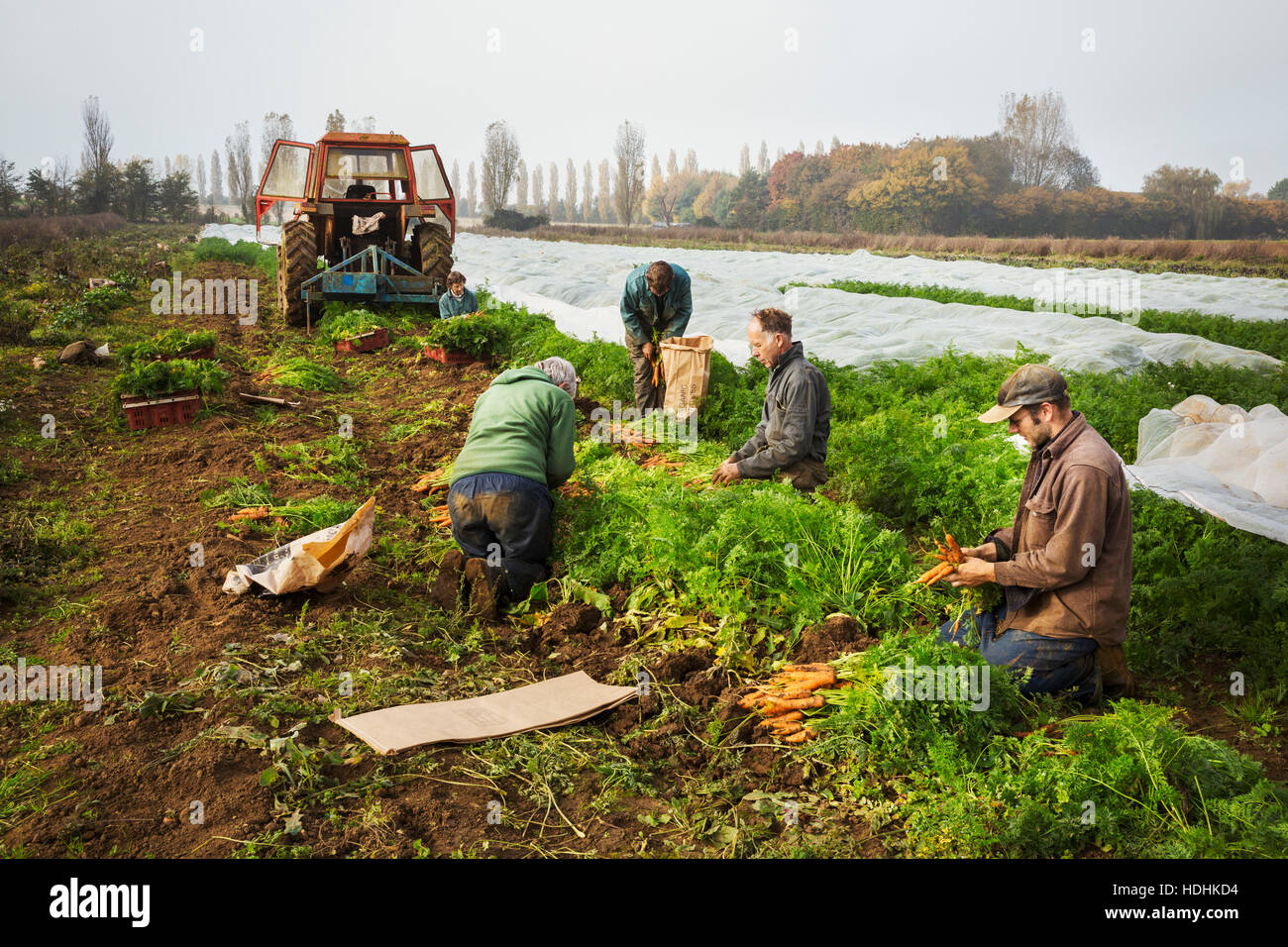 Un petit groupe de personnes d'automne la récolte des légumes dans les champs sur une petite ferme familiale. Banque D'Images