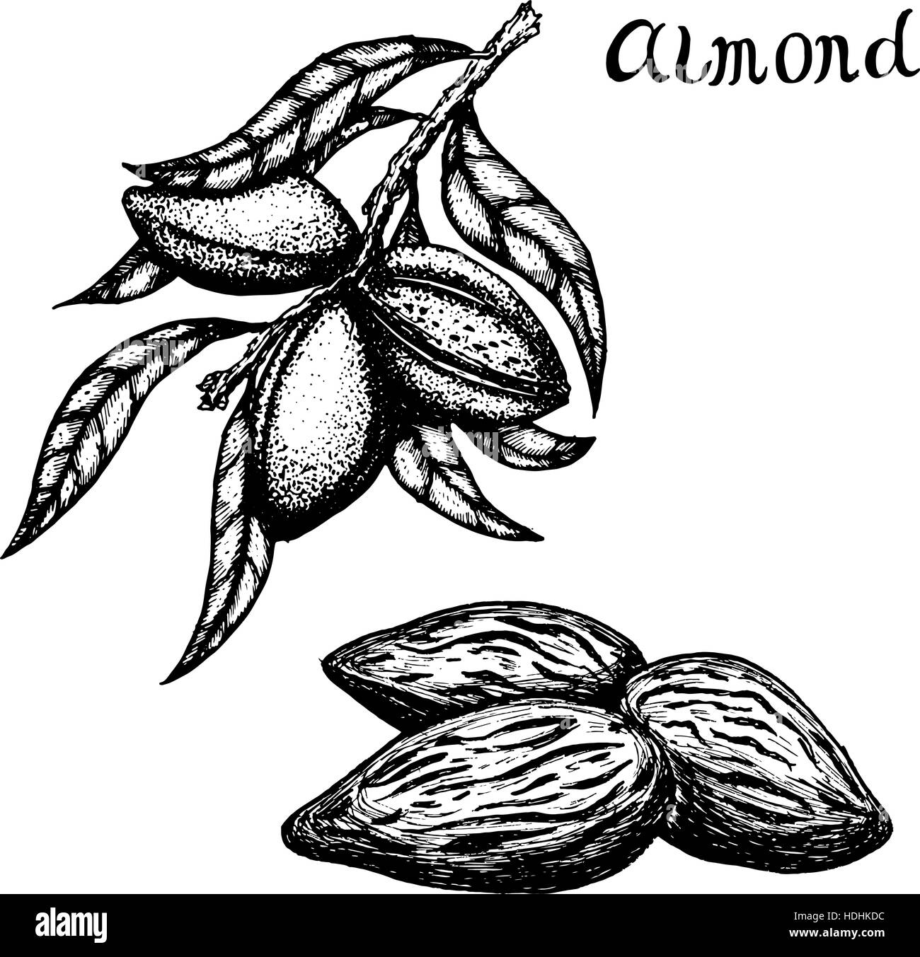 Illustration vecteur de la direction générale de la main d'amandes et amandes décortiquées. Illustration de Vecteur