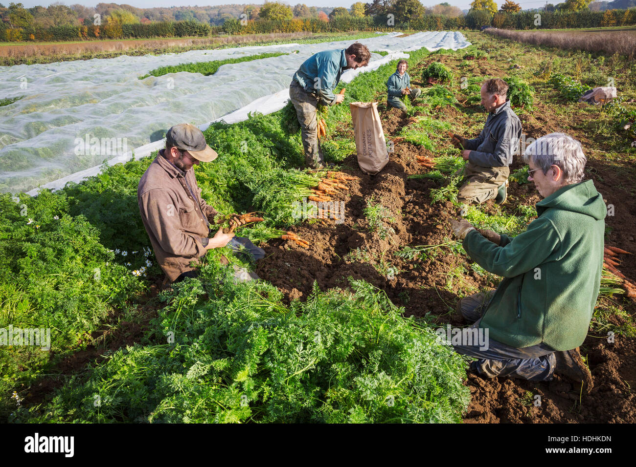 Un petit groupe de personnes d'automne la récolte des légumes dans les champs sur une petite ferme familiale. Banque D'Images