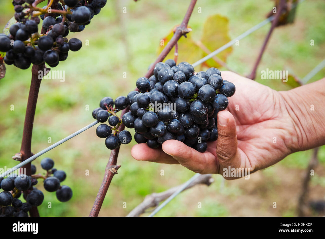 Une cueillette à la main un tas de raisins rouges. Banque D'Images
