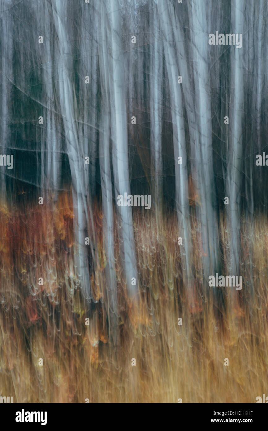 Une forêt de trembles en automne. Les troncs d'arbre blanc et fin de la tremble en faible lumière avec des sous-bois d'automne. Banque D'Images