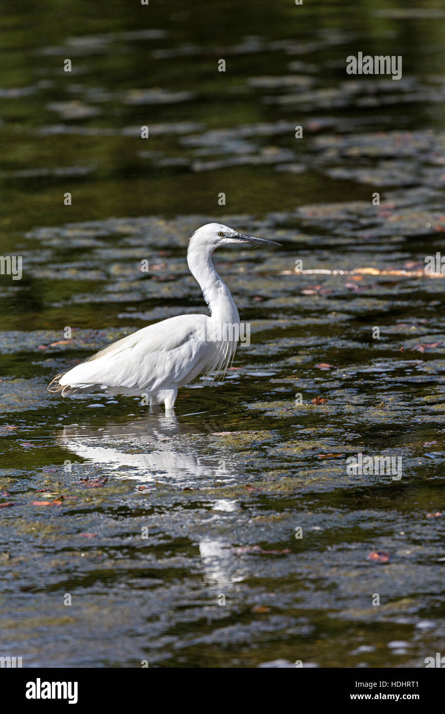 Aigrette garzette (Egretta garzetta), Lymington, England, UK Banque D'Images