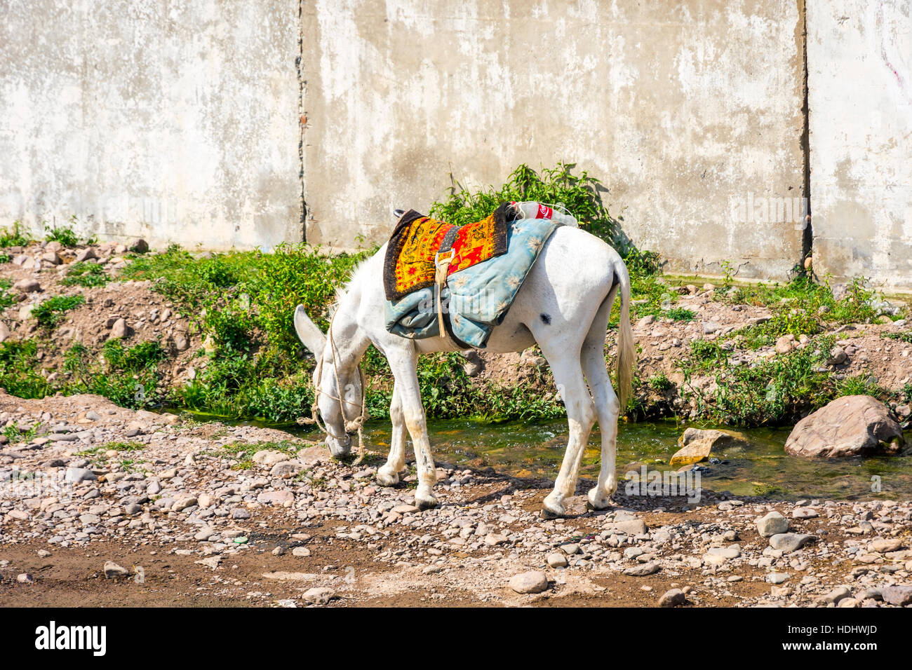 Âne blanc avec selle en attente par la rivière printemps Banque D'Images