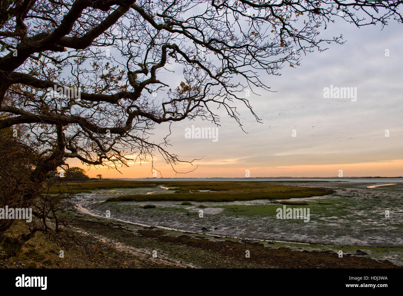 Chichester Channel à marée basse avec un retard de chêne et le coucher de soleil en automne de Itchenor, West Sussex Banque D'Images