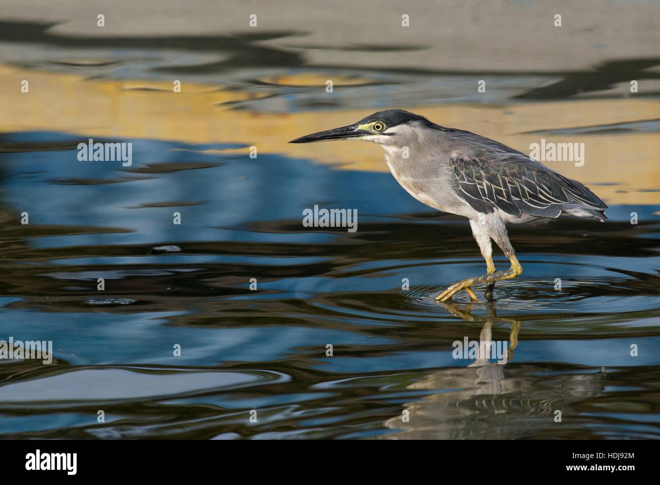 (Petit Héron strié - Butorides striata) - Comité permanent en eau peu profonde avec des reflets de bleu, jaune et gris motifs abstraits Banque D'Images