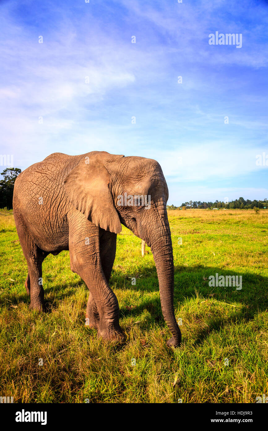 Les jeunes ont sauvé l'éléphant au parc des éléphants de Knysna, Afrique du Sud Banque D'Images