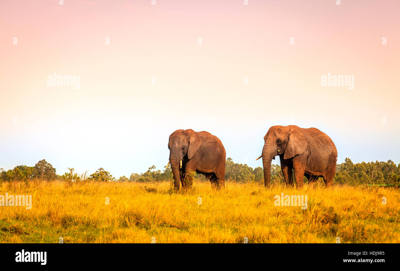 Les jeunes ont sauvé les éléphants de Knysna Elephant Park, Afrique du Sud Banque D'Images