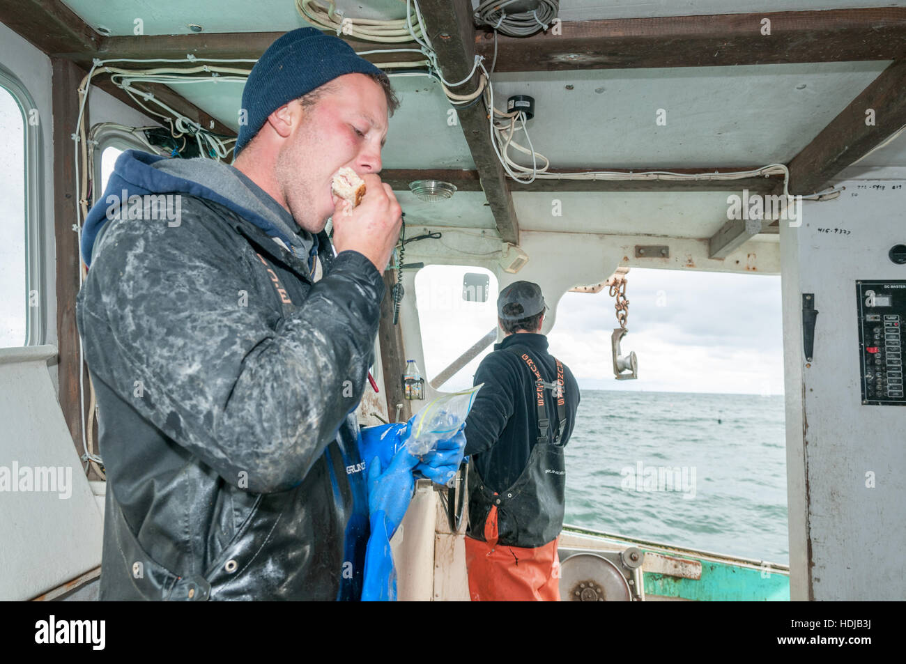 Sternman sur langoustier attrape une bouchée de sandwich en entre tirer des cordons de pièges, Yarmouth Banque D'Images