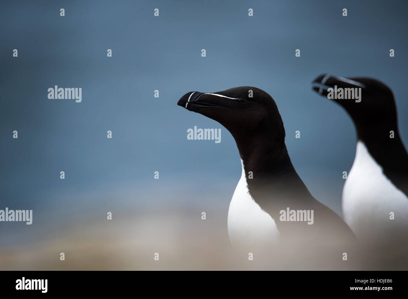 Petit pingouin sur l'île de mai, l'Ecosse. Banque D'Images