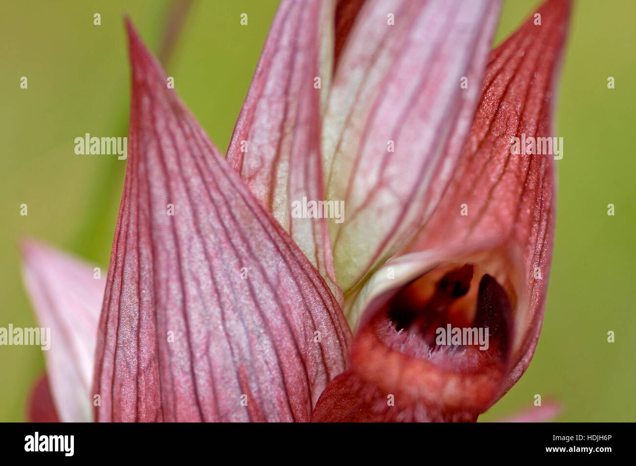 Close up est de langue maternelle (Orchidée Serapias cordigera) Banque D'Images