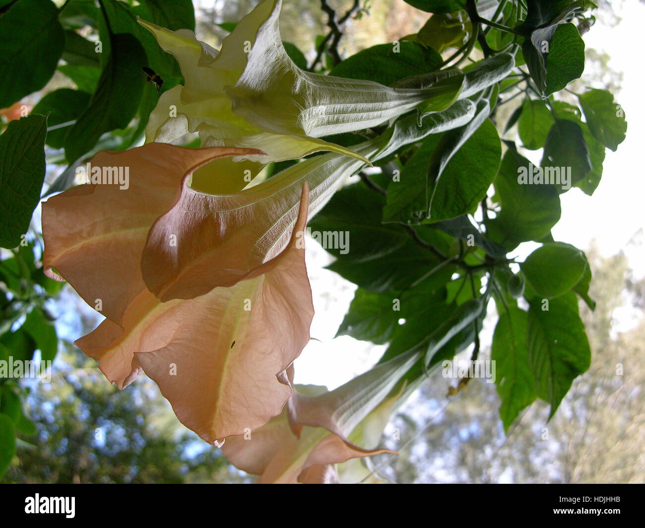 Fleur de datura saumon accroché sur la section d'un arbre Banque D'Images