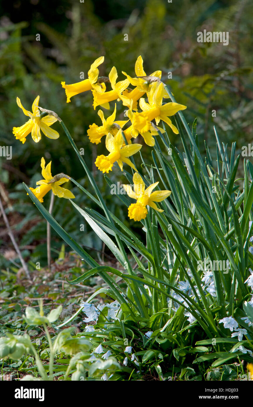Narcisse est un genre d'Hardy, principalement à floraison printanière, la plupart des plantes vivaces bulbeuses à la famille de l'Amaryllis, sous-famille des Amaryllidoideae. Banque D'Images