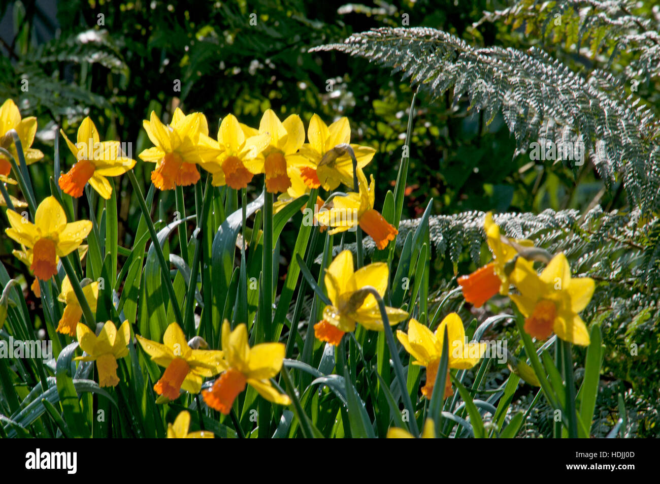 Narcisse est un genre d'Hardy, principalement à floraison printanière, la plupart des plantes vivaces bulbeuses à la famille de l'Amaryllis, sous-famille des Amaryllidoideae. Banque D'Images